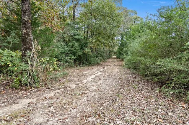 a view of a yard with plants and tree