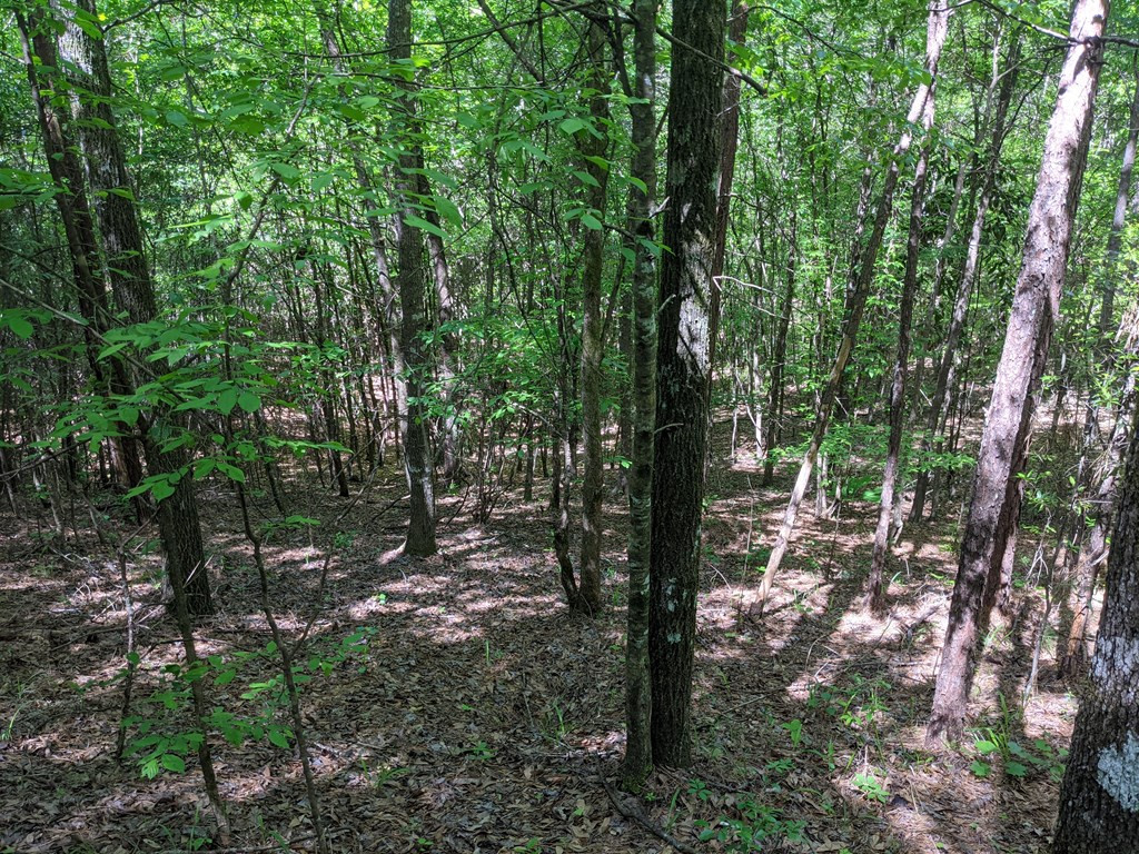 0 Lofton Road Brookhaven, MS 39601 - Photo 12 of 30 Photo 12