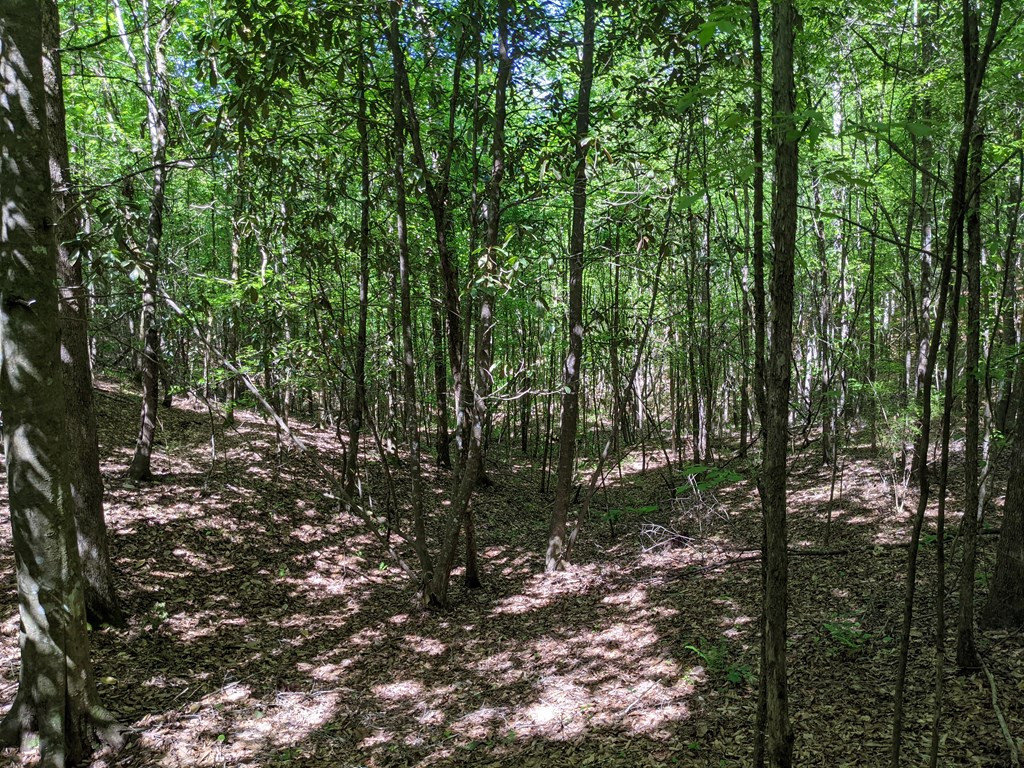 0 Lofton Road Brookhaven, MS 39601 - Photo 14 of 30 Photo 14
