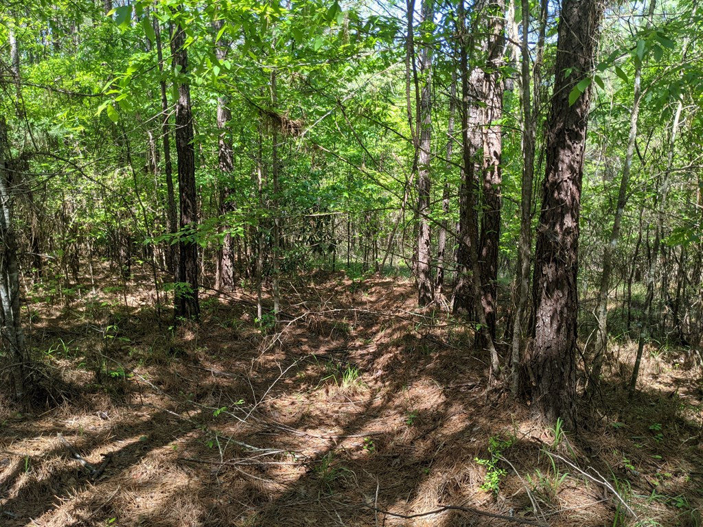 0 Lofton Road Brookhaven, MS 39601 - Photo 17 of 30 Photo 17