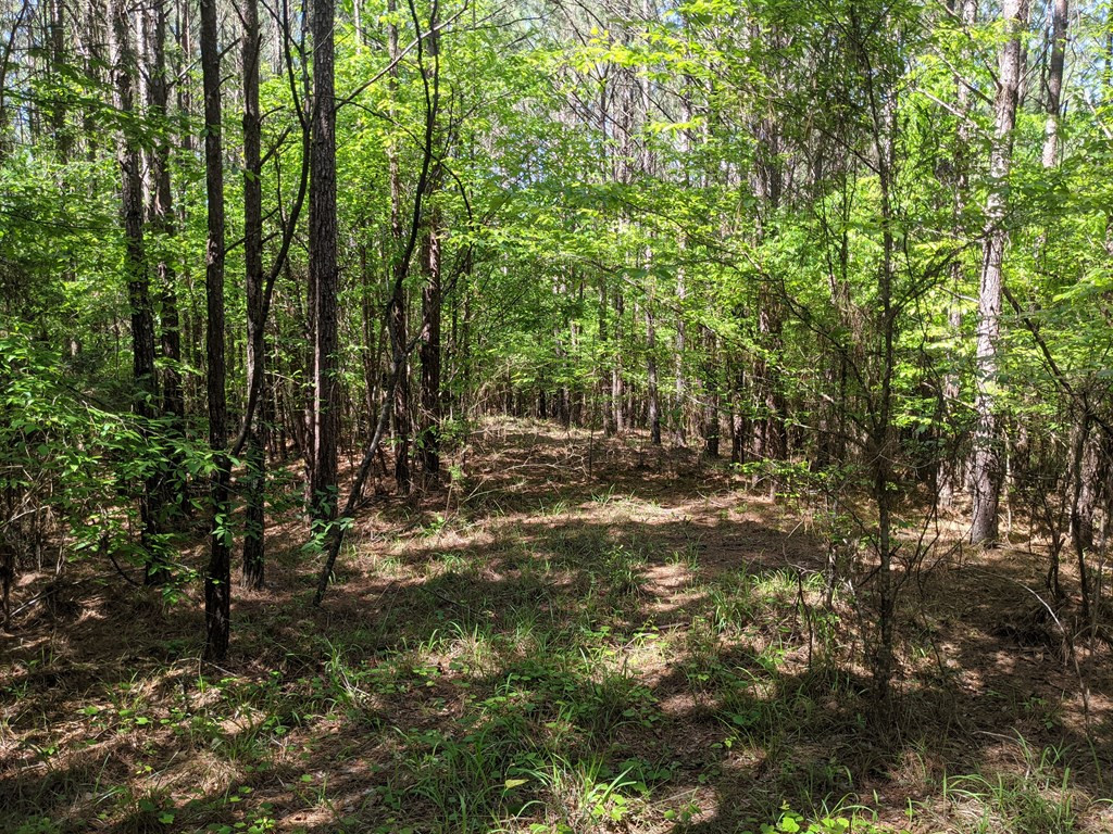 0 Lofton Road Brookhaven, MS 39601 - Photo 19 of 30 Photo 19