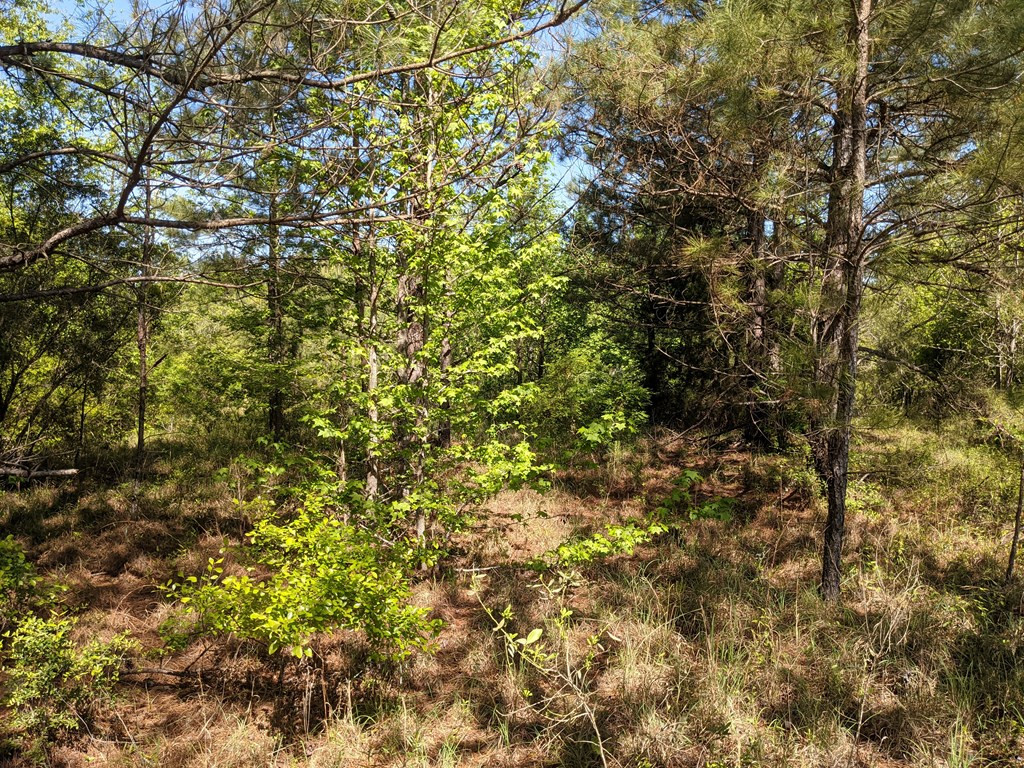 0 Lofton Road Brookhaven, MS 39601 - Photo 2 of 30 Photo 2