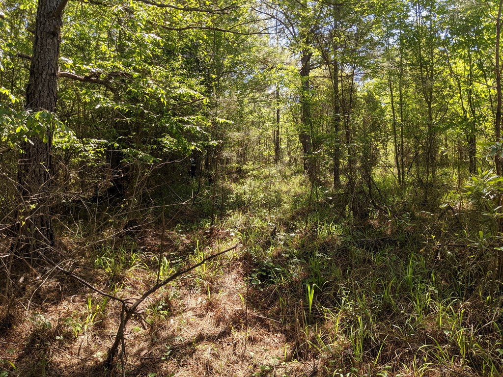 0 Lofton Road Brookhaven, MS 39601 - Photo 23 of 30 Photo 23