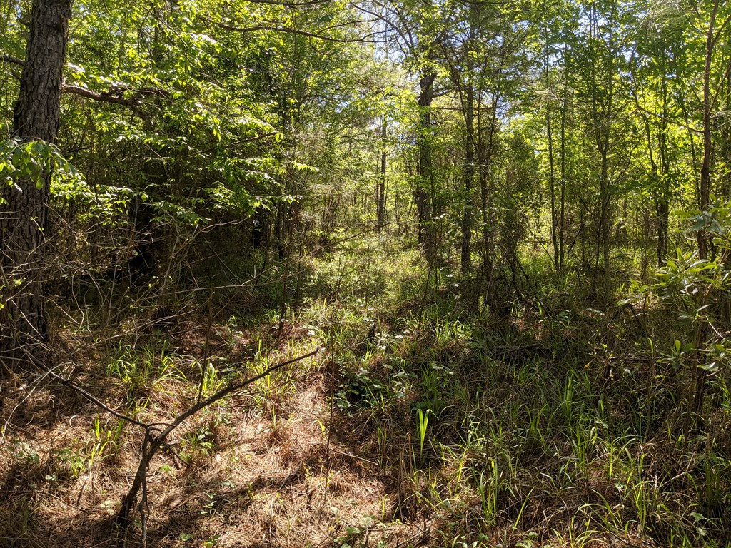 0 Lofton Road Brookhaven, MS 39601 - Photo 24 of 30 Photo 24