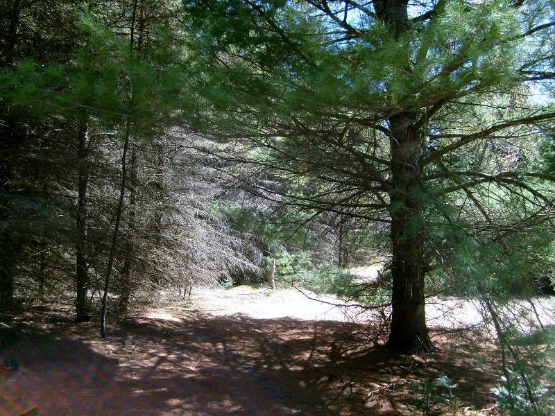 335 West Sharon Road Southeast Fife Lake, MI 49633 - Photo 94 of 99 1874973-93.JPG