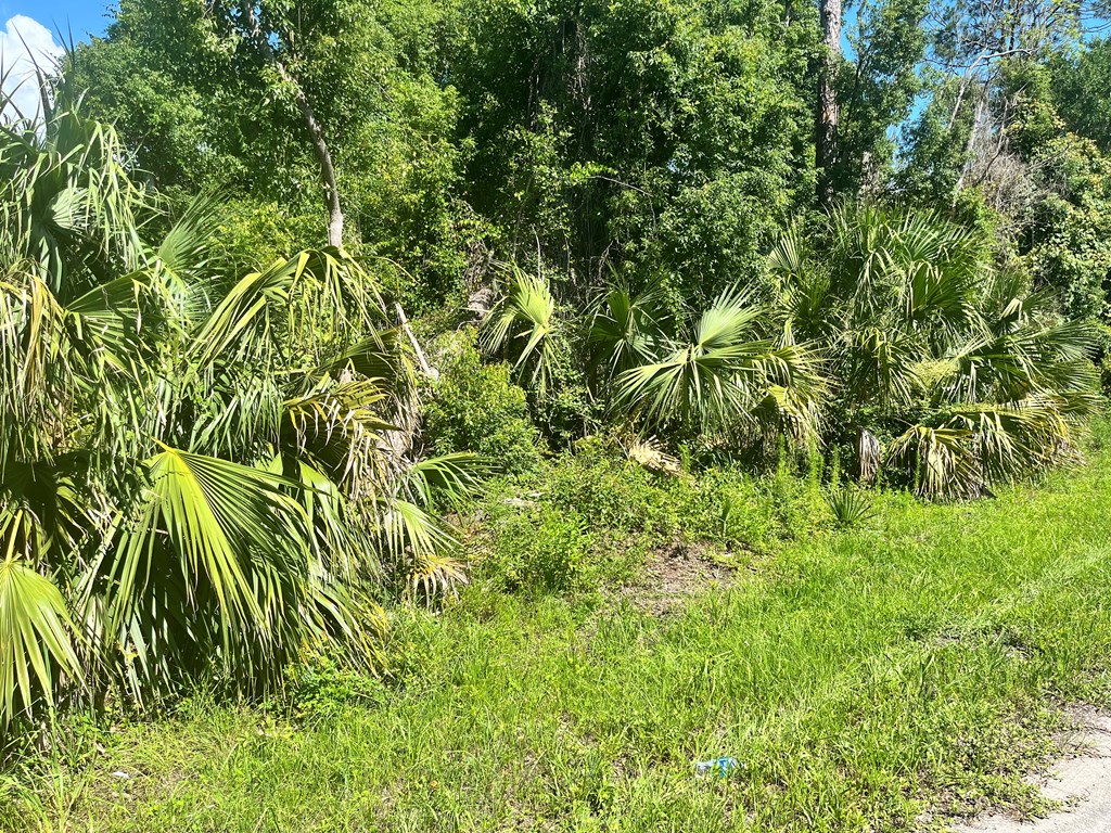 0 Faulkner Street Perry, FL 32347 - Photo 3 of 6