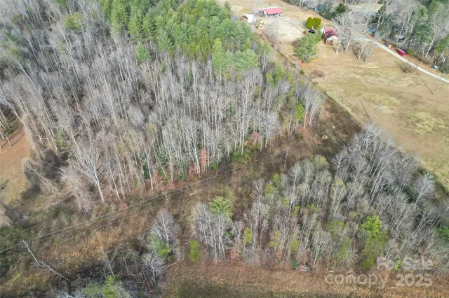 a view of plant in middle of forest