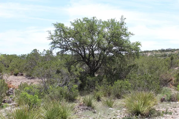 $570,183 | 0 Ranch Road, Sonora, TX 76950