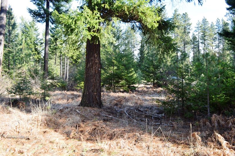 80 Rocking Chair Road Cle Elum, WA 98922 - Photo 4 of 8 Gallery Image 4