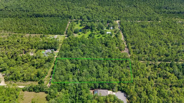 a view of a lush green forest