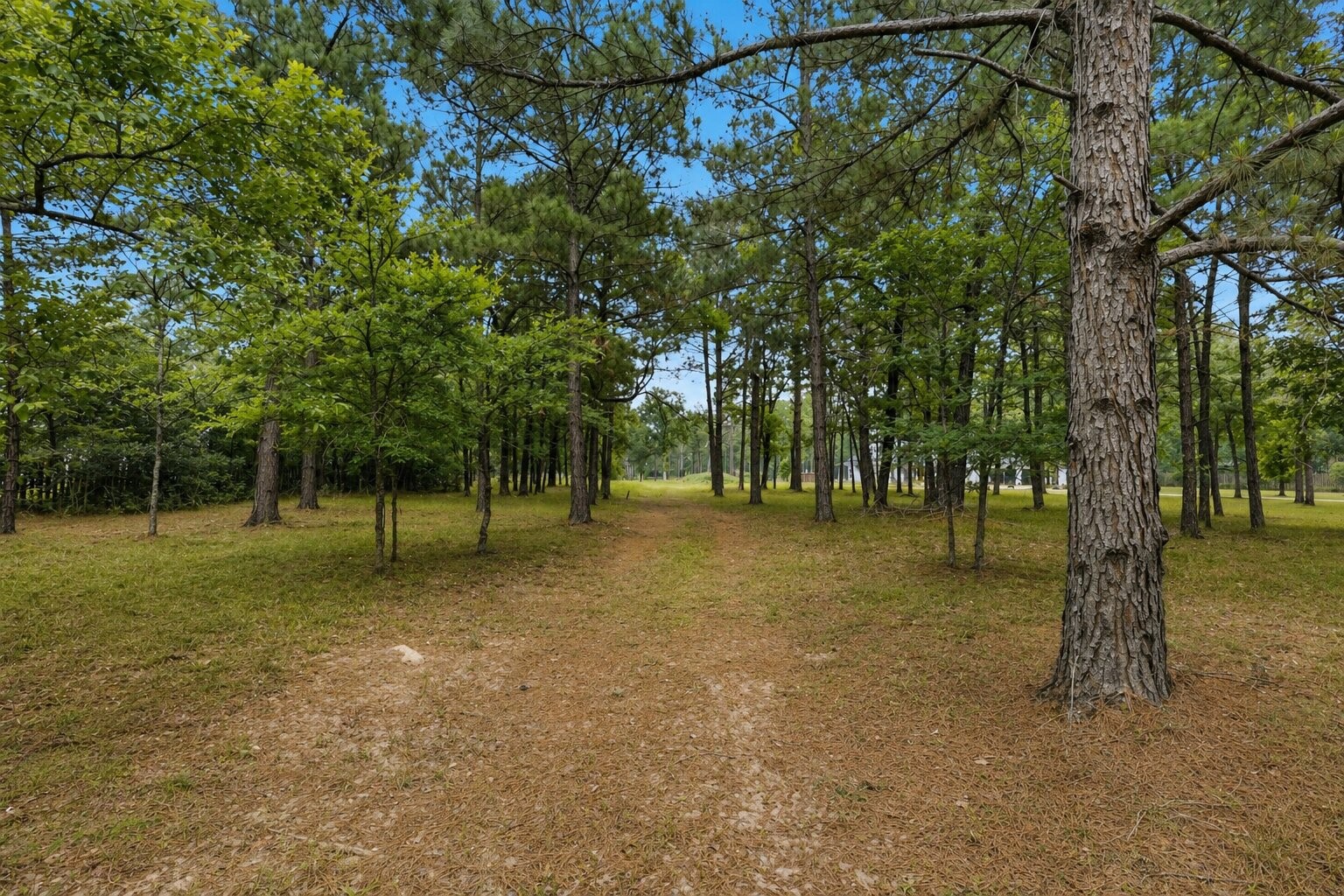 2302 Honea Egypt Road Magnolia, TX 77354 - Photo 1 of 12 a view of a tree in a yard