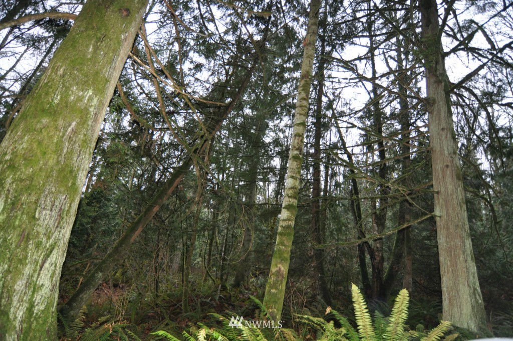 19-xx Academy Road Bellingham, WA 98226 - Photo 15 of 20 Gallery Image 15