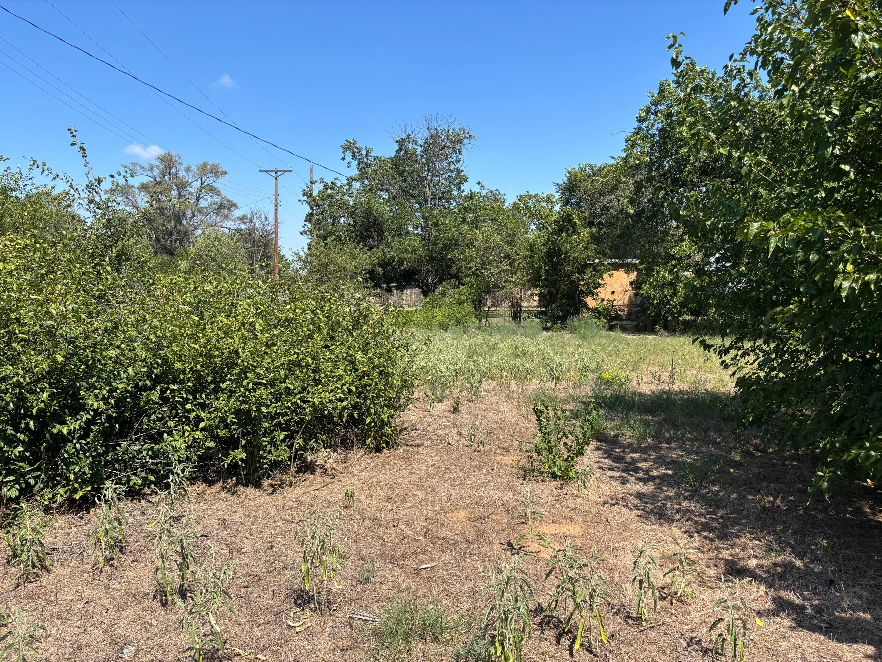 607 Clarendon Street McLean, TX 79057 - Photo 6 of 17 a view of a yard with plants and large trees