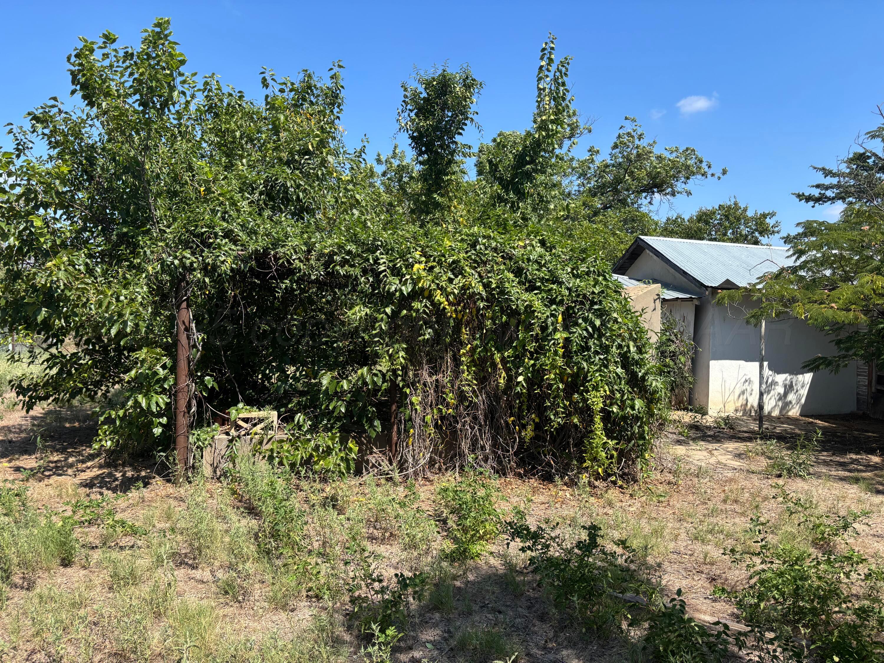 607 Clarendon Street McLean, TX 79057 - Photo 9 of 17 a view of a yard with plants and trees