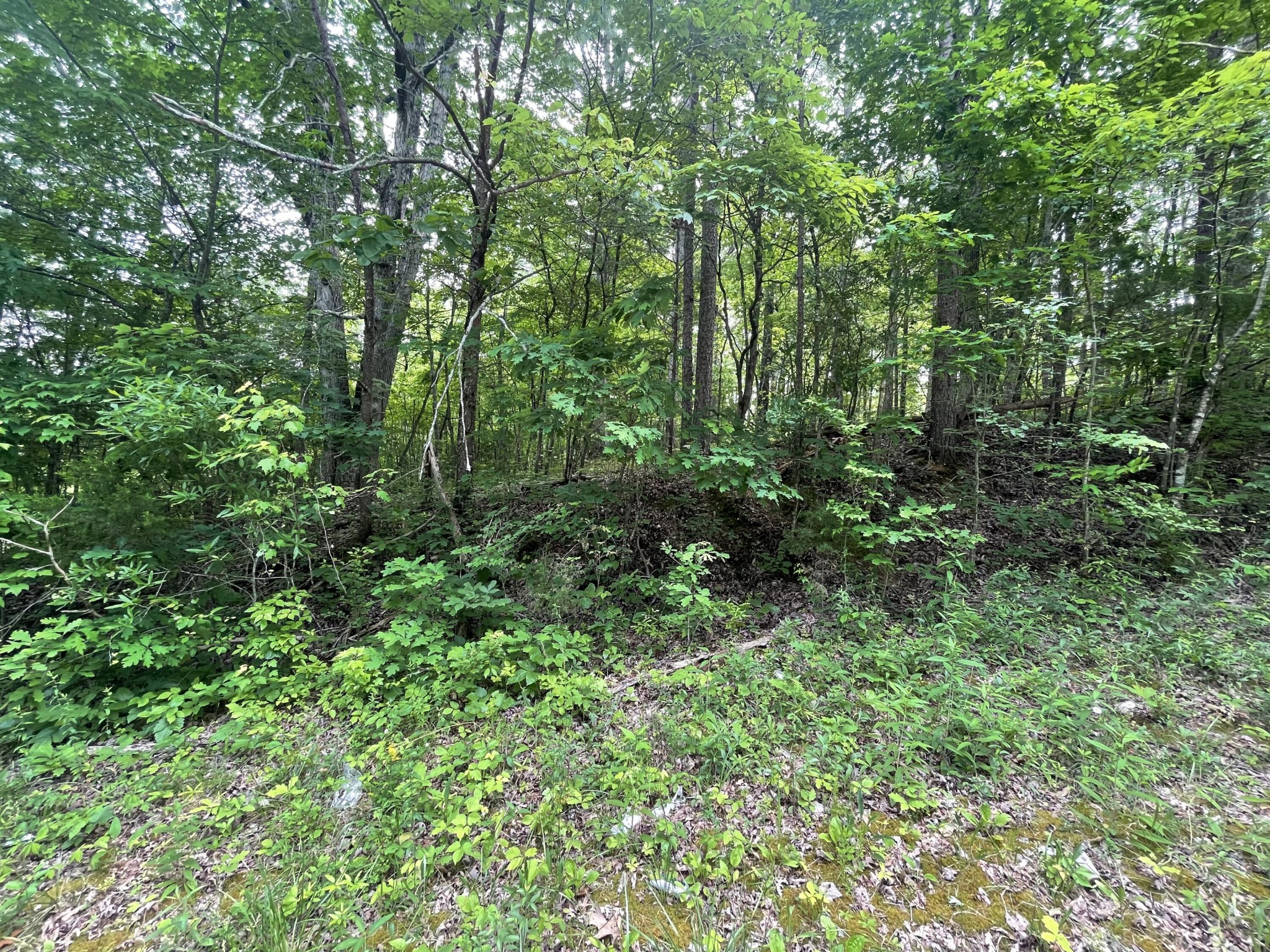 55 Tonja Lane South Soddy Daisy, TN 37379 - Photo 3 of 5 Gallery Image 3
