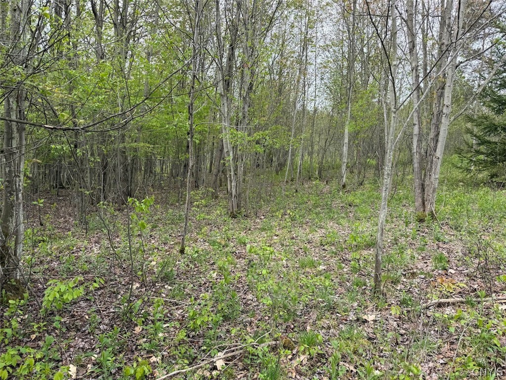 Reynolds Road Franklinville, NY 14737 - Photo 13 of 38