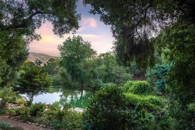 a view of a lake with a tree in the background