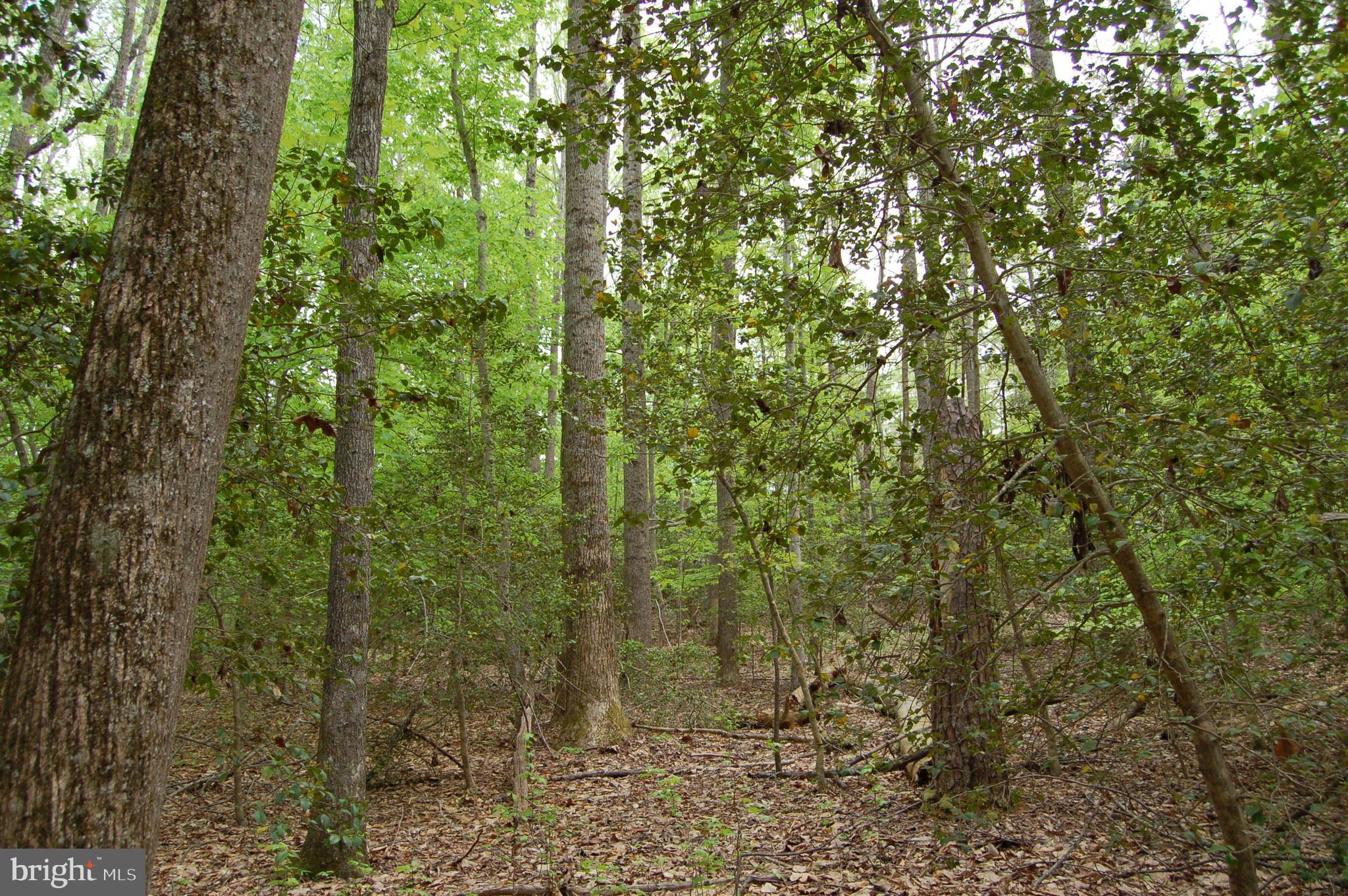 0 Tidewater Trail Rappahannock Academy, VA 22538 - Photo 1 of 64 26 wooded acres & 4 acre field for 30 ac parcel