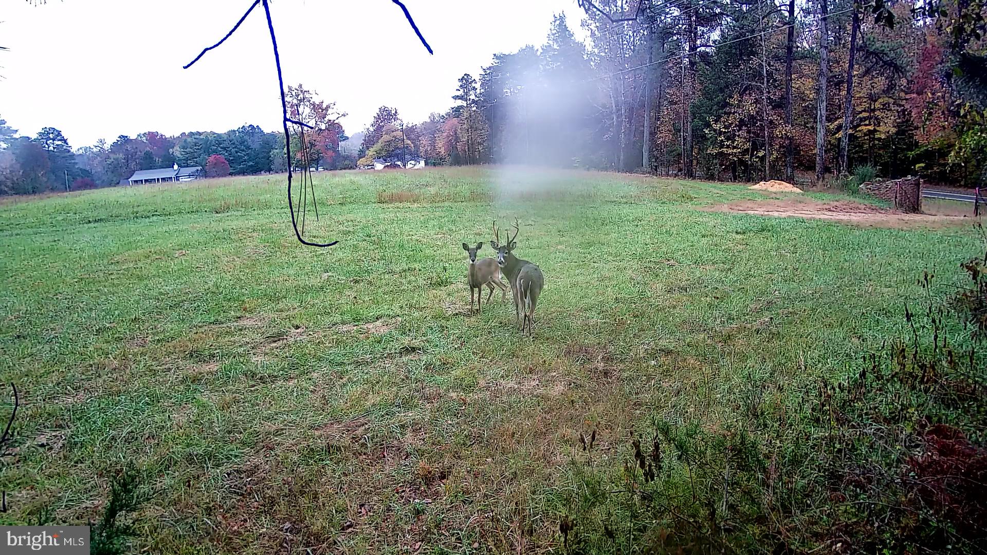 0 Tidewater Trail Rappahannock Academy, VA 22538 - Photo 13 of 64 Deer, Turkey, Fox, & more on property..