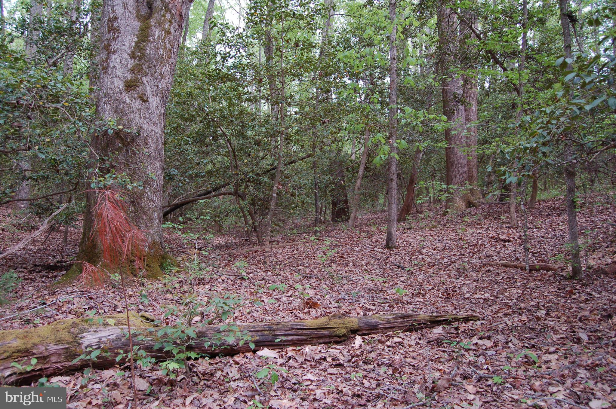 0 Tidewater Trail Rappahannock Academy, VA 22538 - Photo 3 of 64 a view of a forest filled with trees