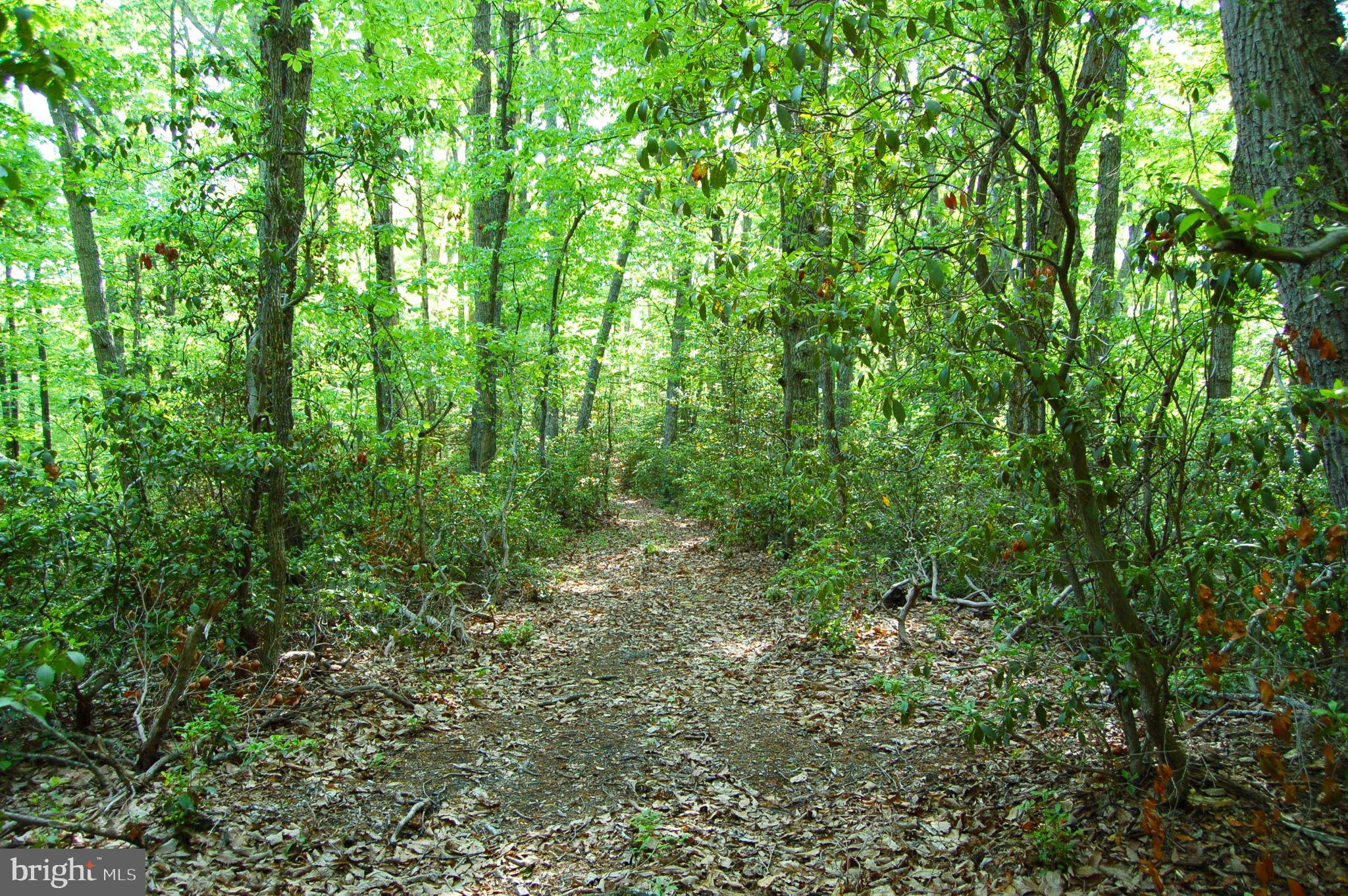 0 Tidewater Trail Rappahannock Academy, VA 22538 - Photo 37 of 64 a view of a lush green forest