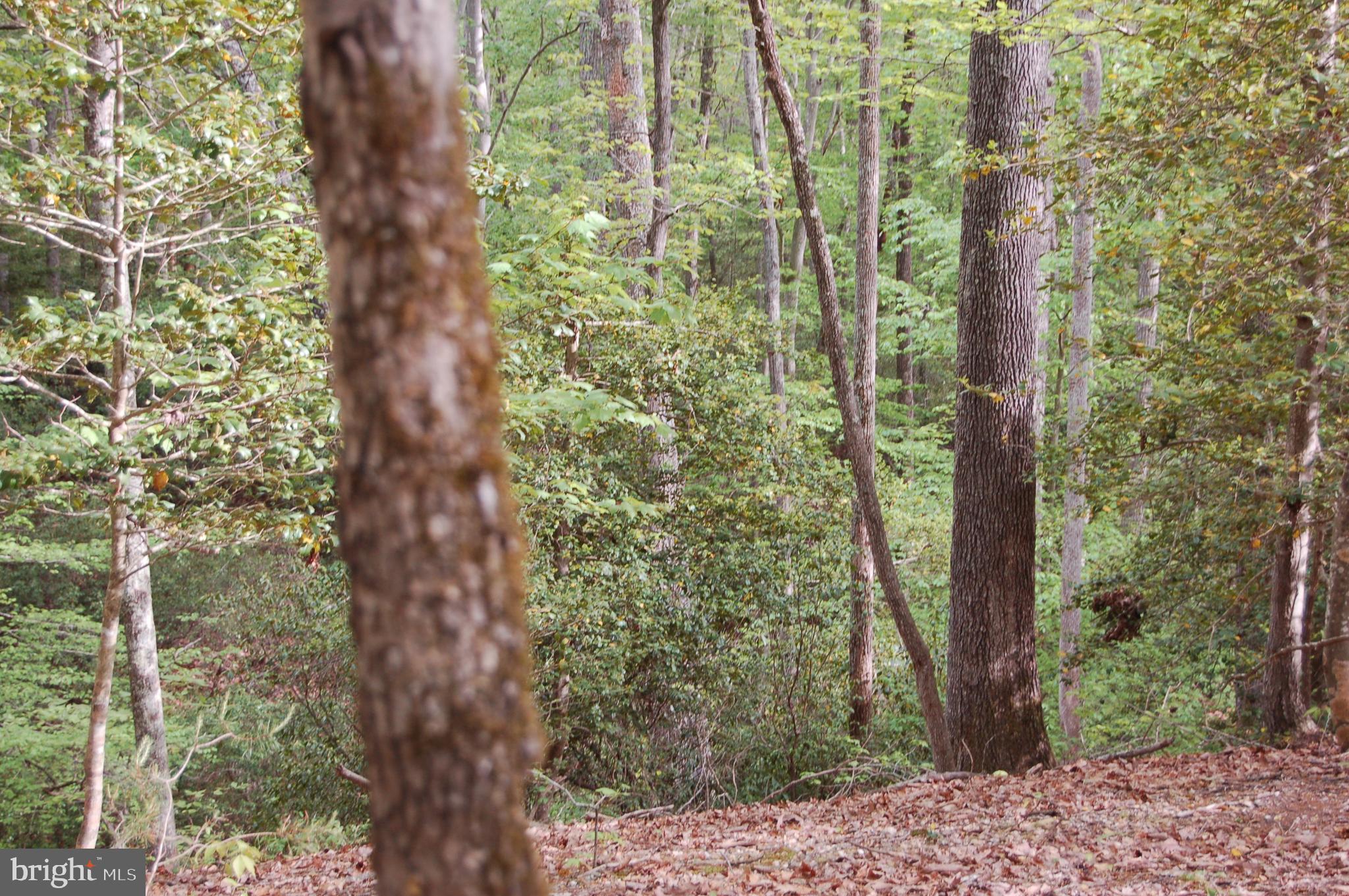 0 Tidewater Trail Rappahannock Academy, VA 22538 - Photo 41 of 64 a view of a yard with plants and large trees