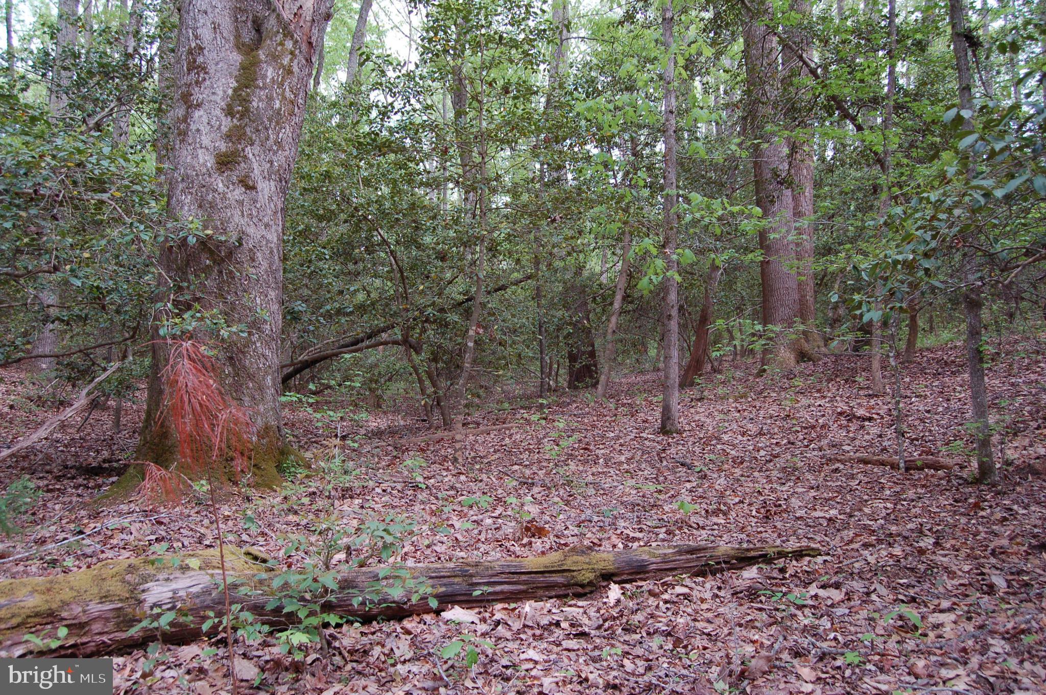 0 Tidewater Trail Rappahannock Academy, VA 22538 - Photo 42 of 64 a view of a forest filled with trees