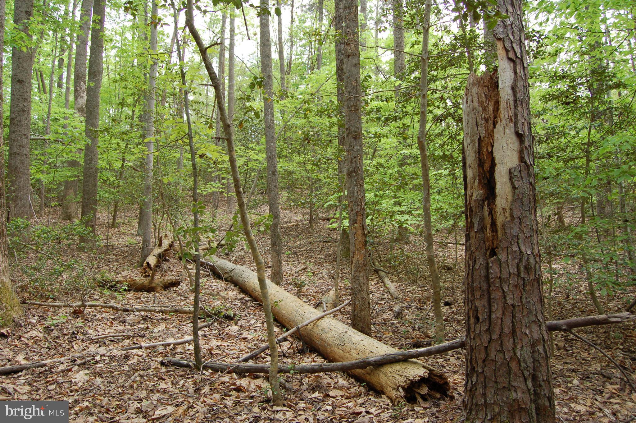 0 Tidewater Trail Rappahannock Academy, VA 22538 - Photo 43 of 64 a view of a forest that has a tree in the background