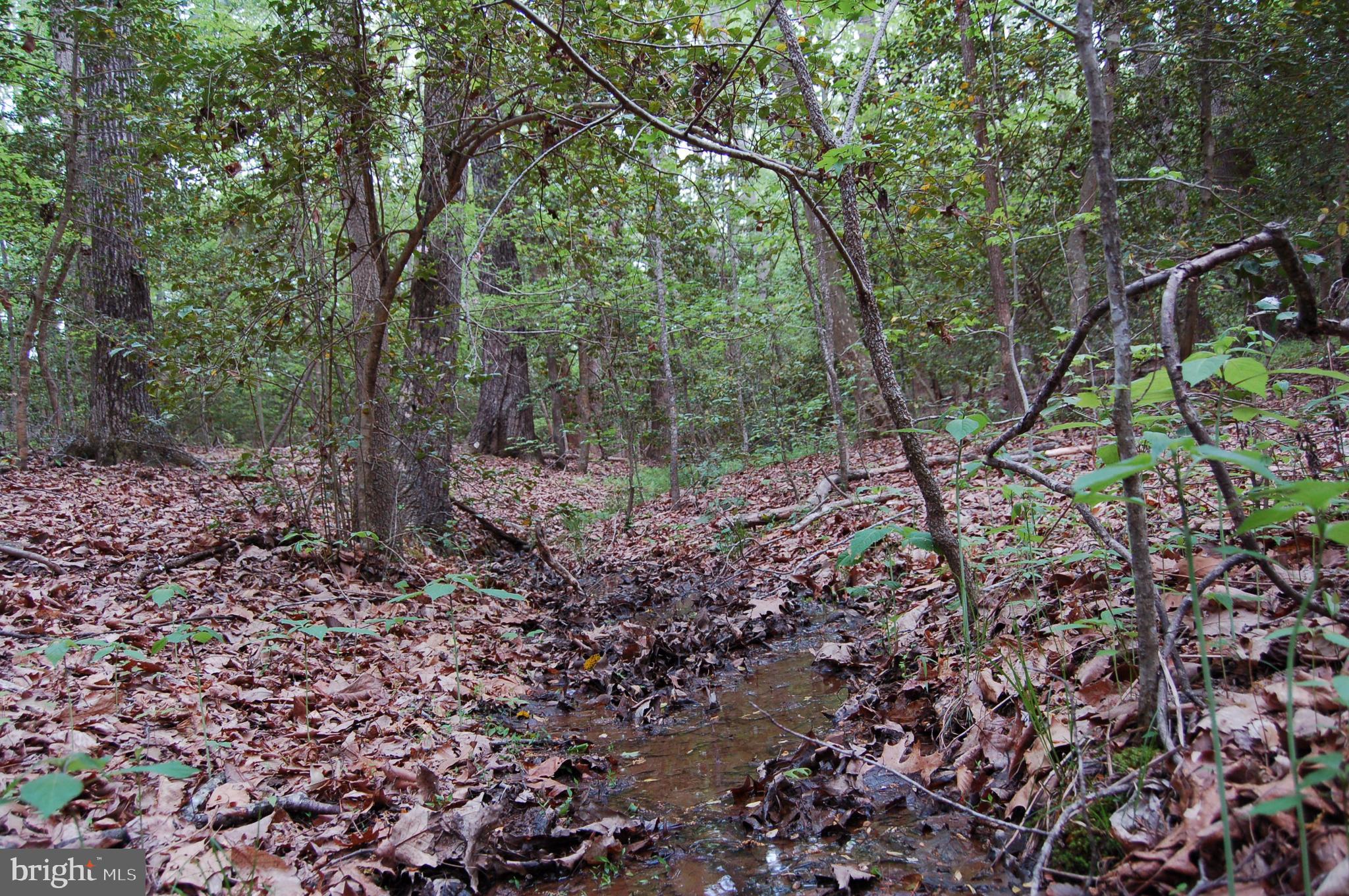 0 Tidewater Trail Rappahannock Academy, VA 22538 - Photo 44 of 64 a view of a forest with trees