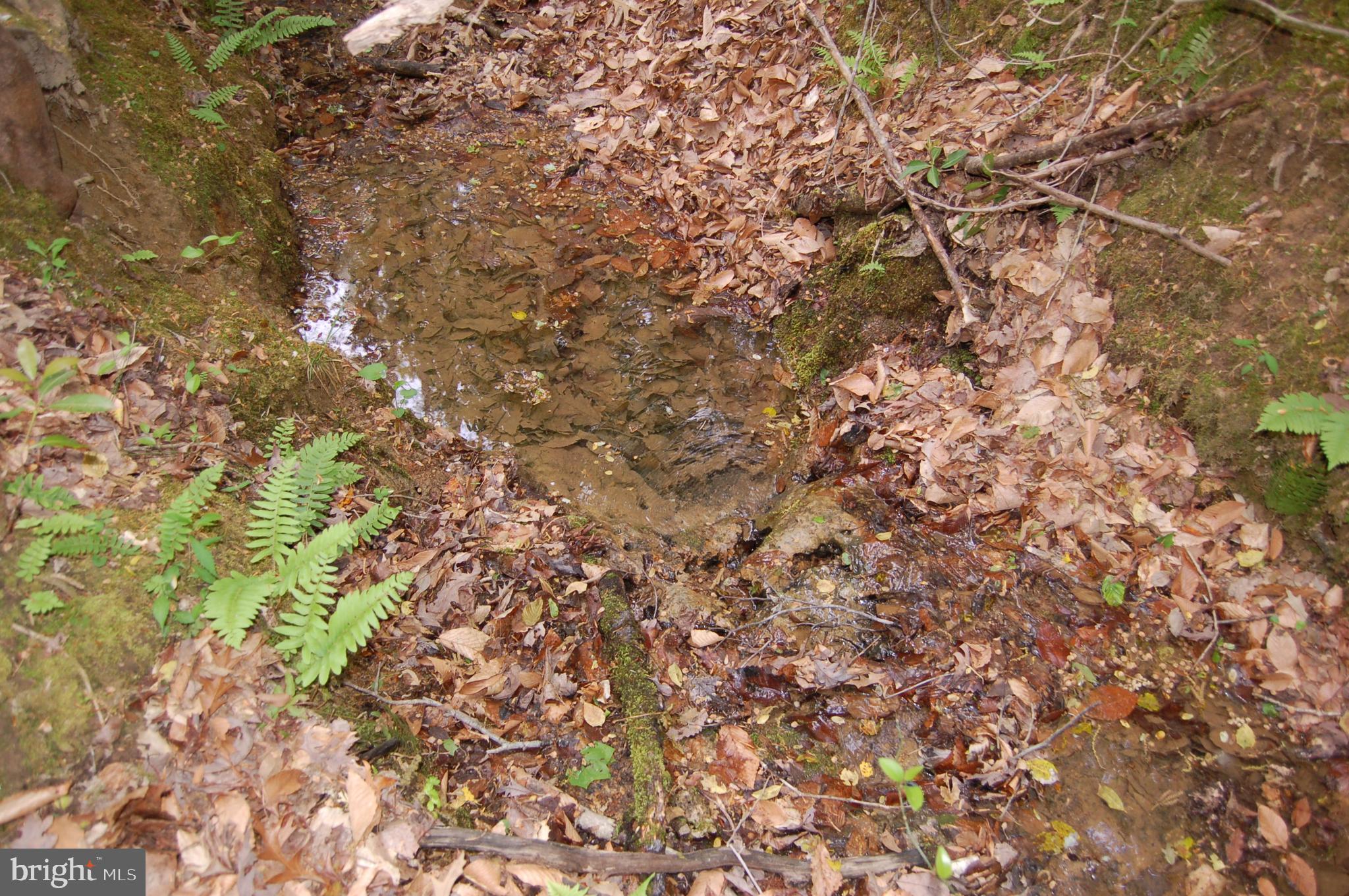 0 Tidewater Trail Rappahannock Academy, VA 22538 - Photo 47 of 64 a view of a tree