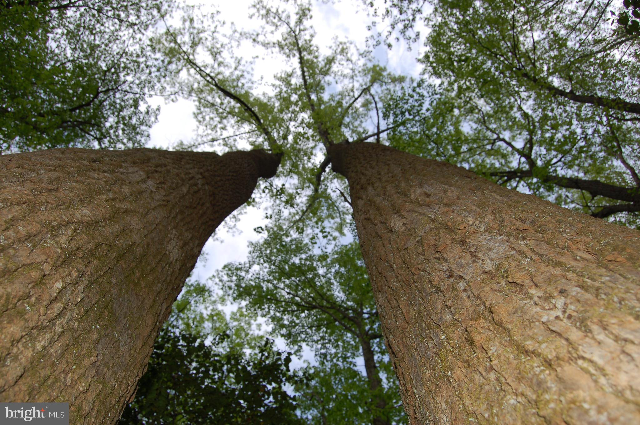 0 Tidewater Trail Rappahannock Academy, VA 22538 - Photo 7 of 64