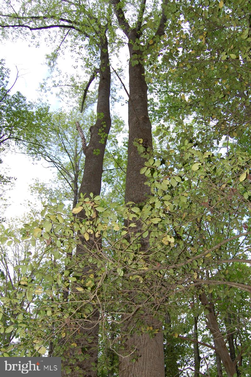 0 Tidewater Trail Rappahannock Academy, VA 22538 - Photo 8 of 64