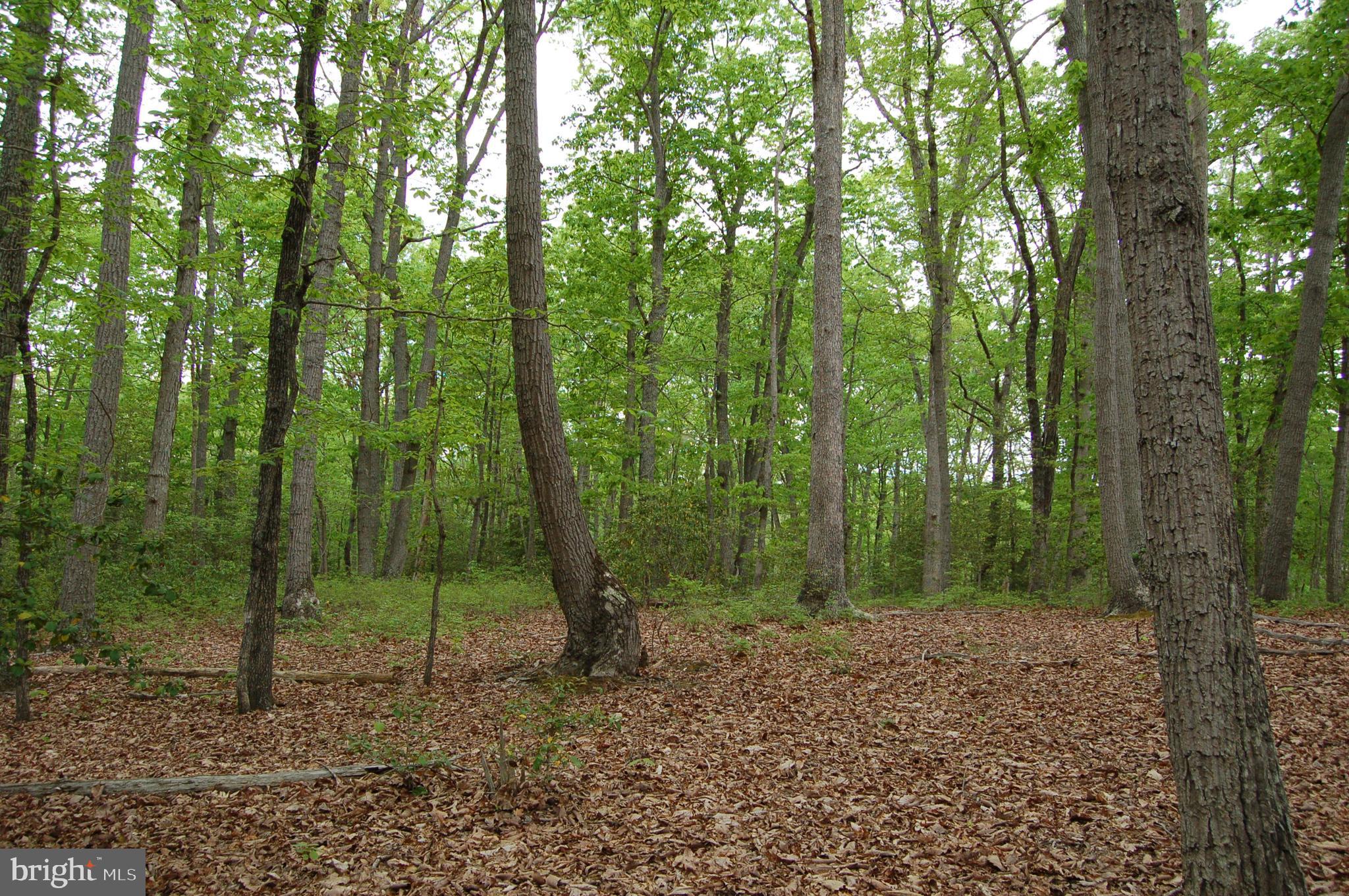 0 Tidewater Trail Rappahannock Academy, VA 22538 - Photo 9 of 64 a view of a forest