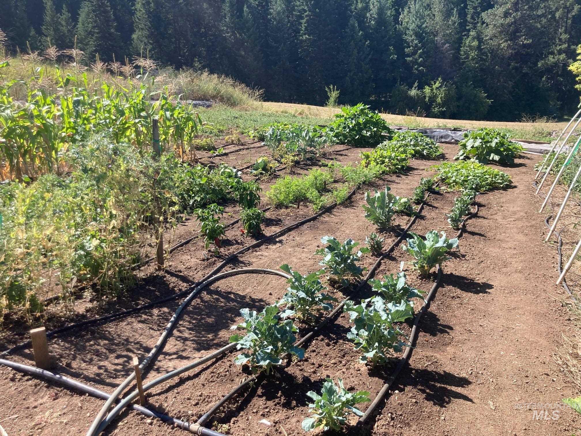 266 Falcon Ridge Road Kooskia, ID 83539 - Photo 37 of 50 Cultivated garden beds featuring a drip irrigation system and various plantings