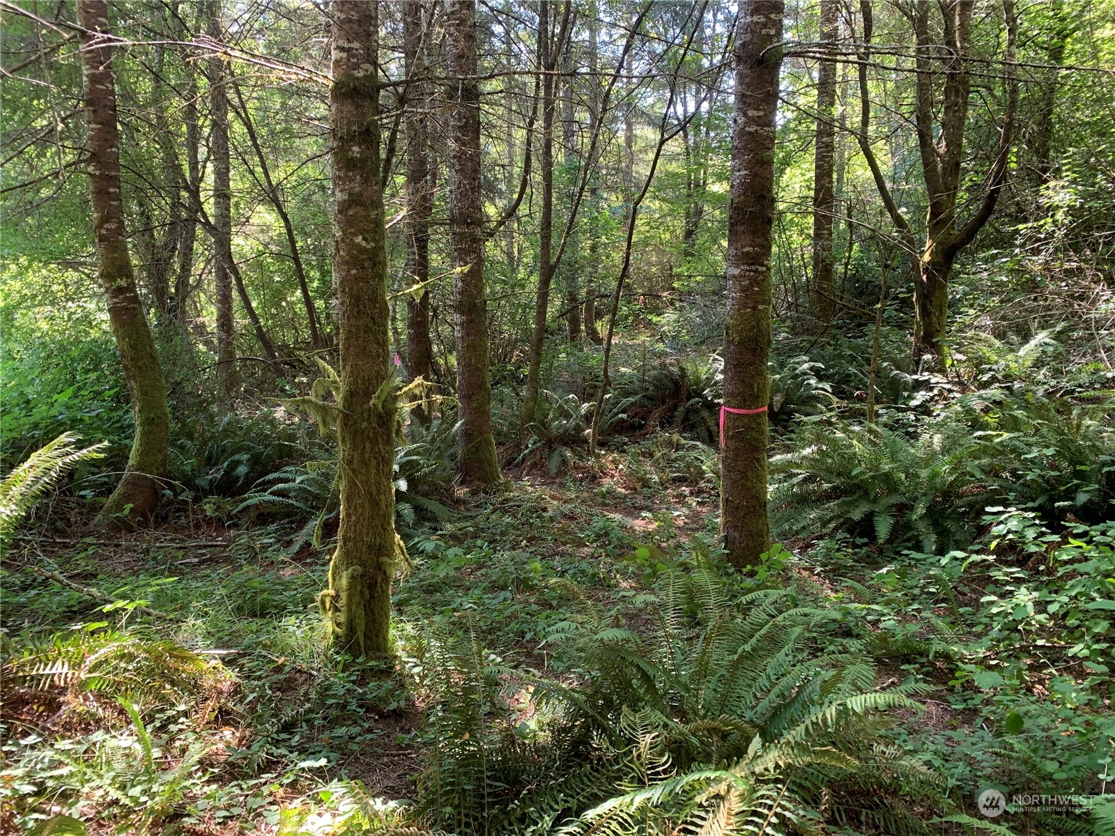 31-xx Whiteman Road Southwest Lakebay, WA 98349 - Photo 8 of 11 a view of a forest with trees