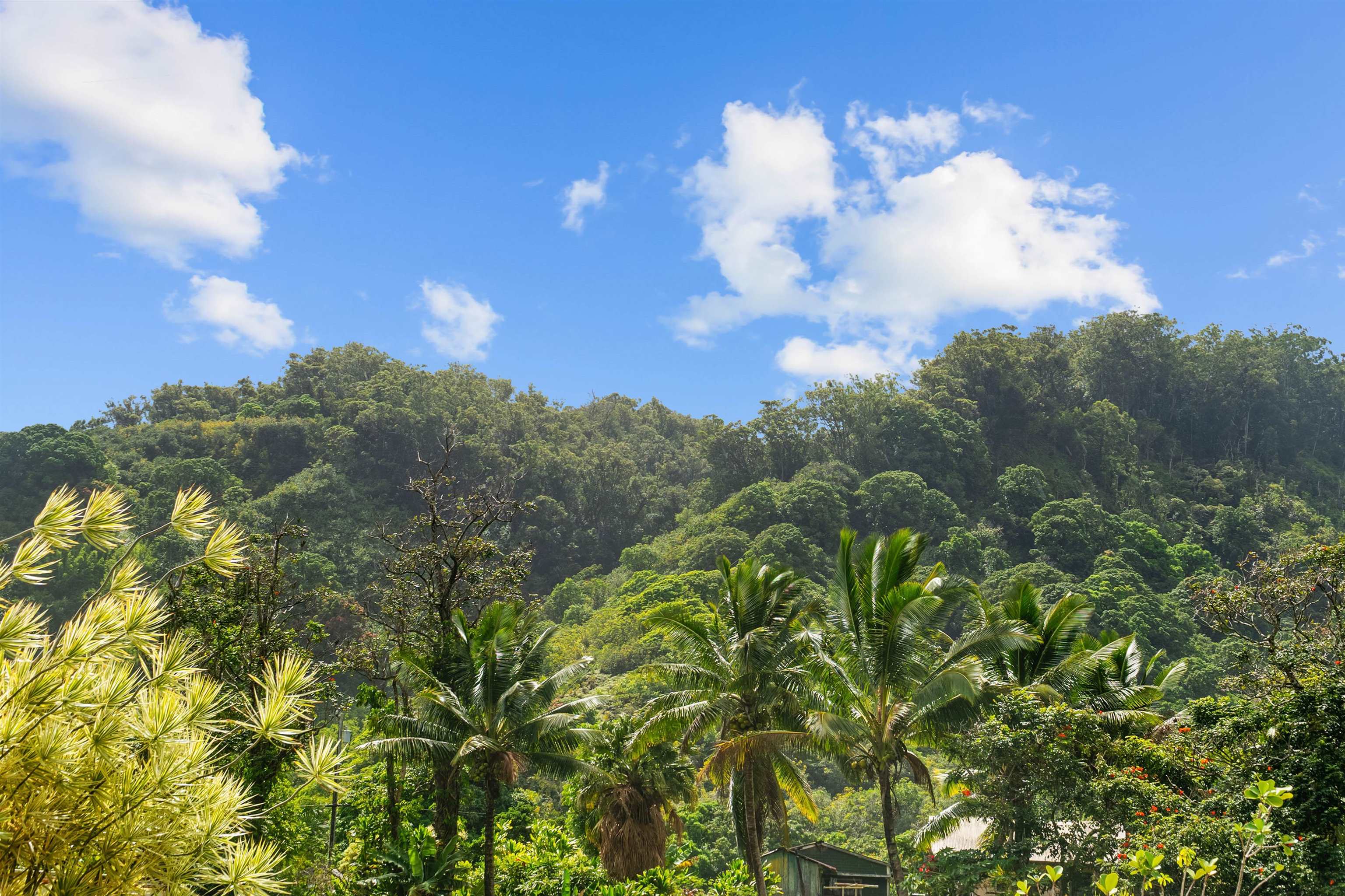 262 Wailua Road Haiku, HI 96708 - Photo 24 of 38 a view of a bunch of trees