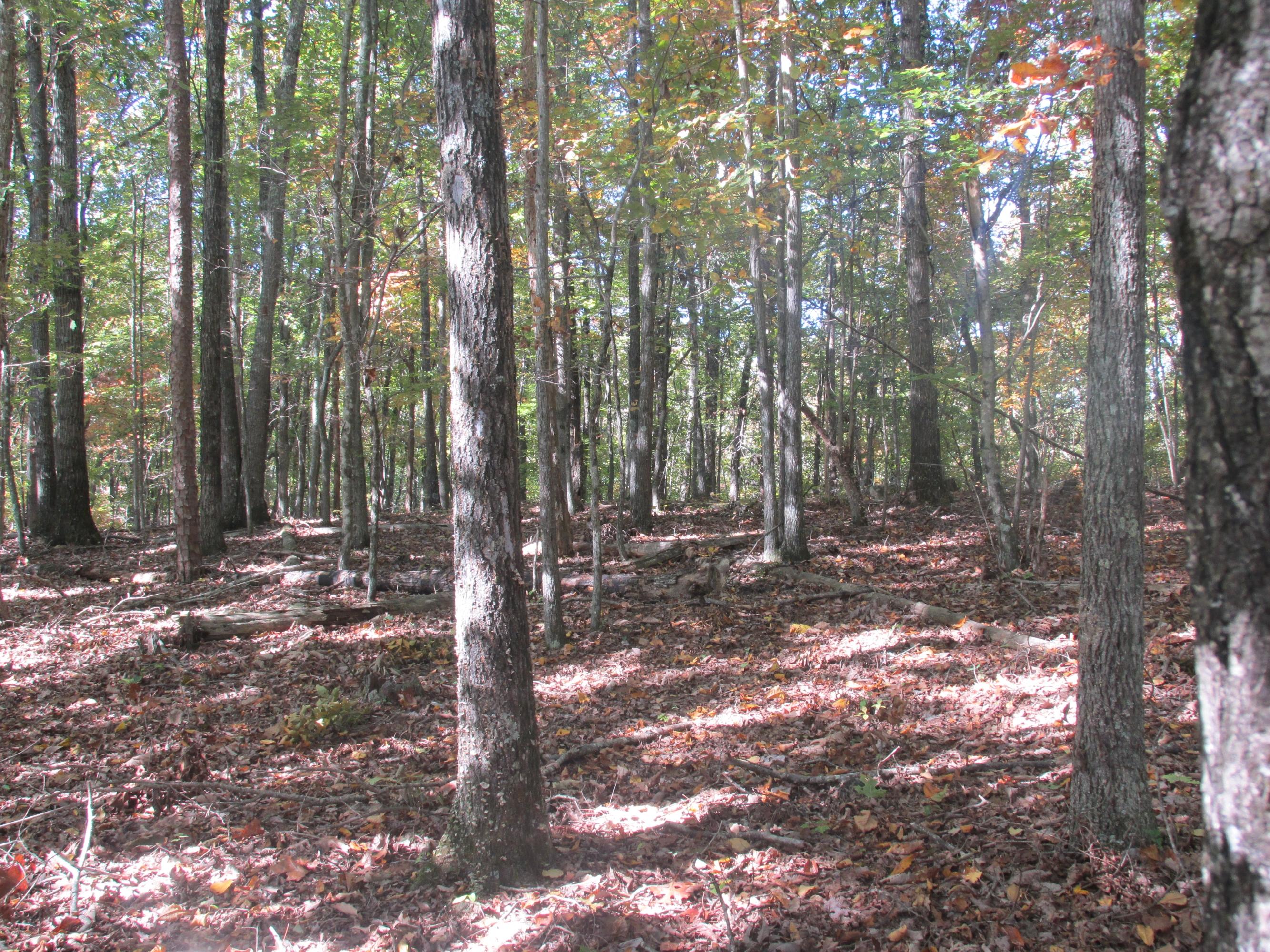 Lot 24 Old Holderford Road Kingston, TN 37763 - Photo 3 of 5 IMG_1311
