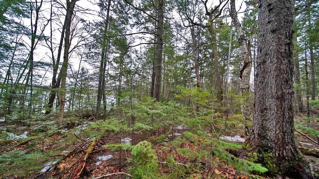 97 Gardner Point Road Mount Chase, ME 04765 - Photo 25 of 33 shin-pond-land-mt-chase-1