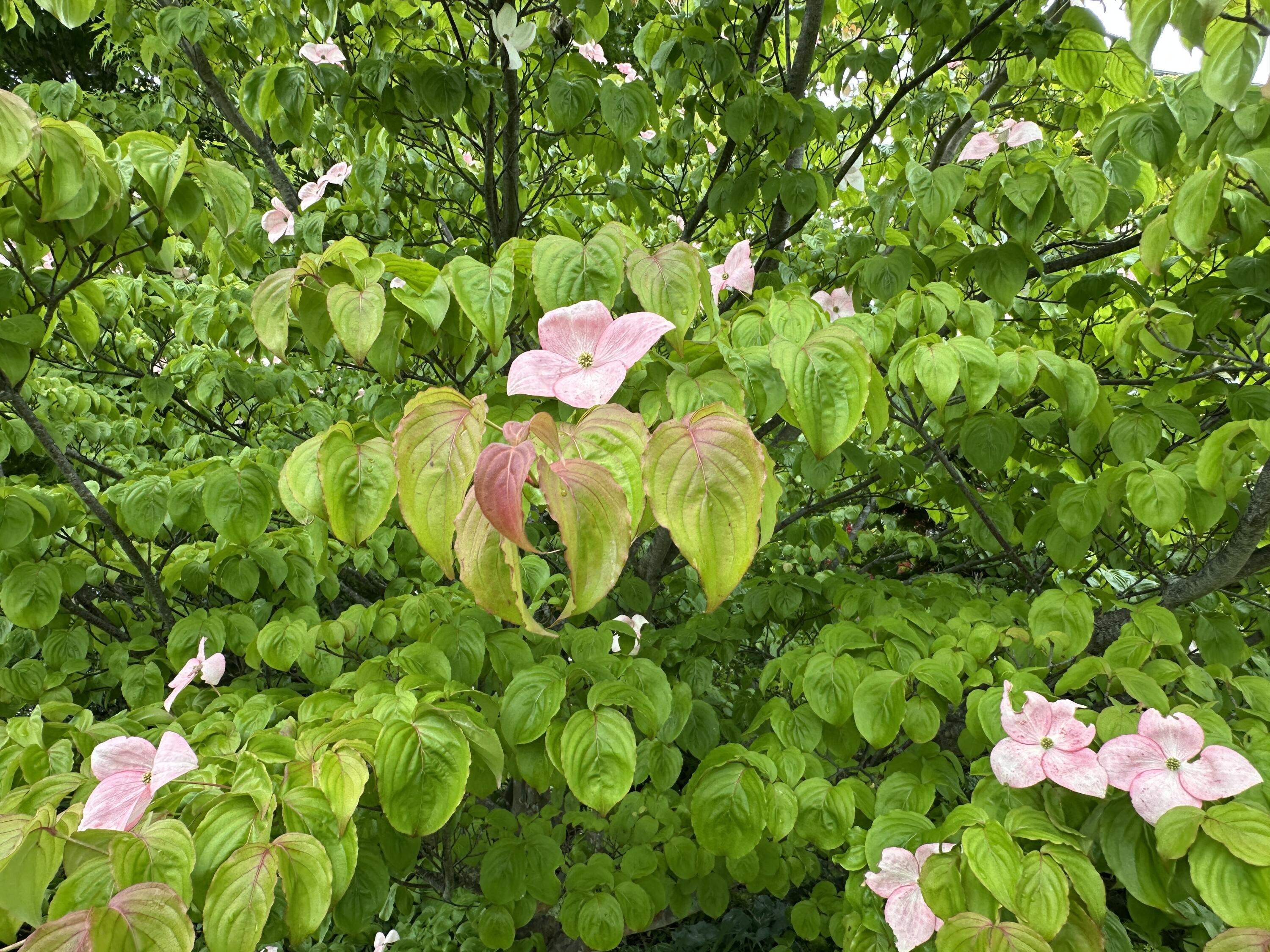 441 Main Street Thomaston, ME 04861 - Photo 70 of 103 Pink Dogwood