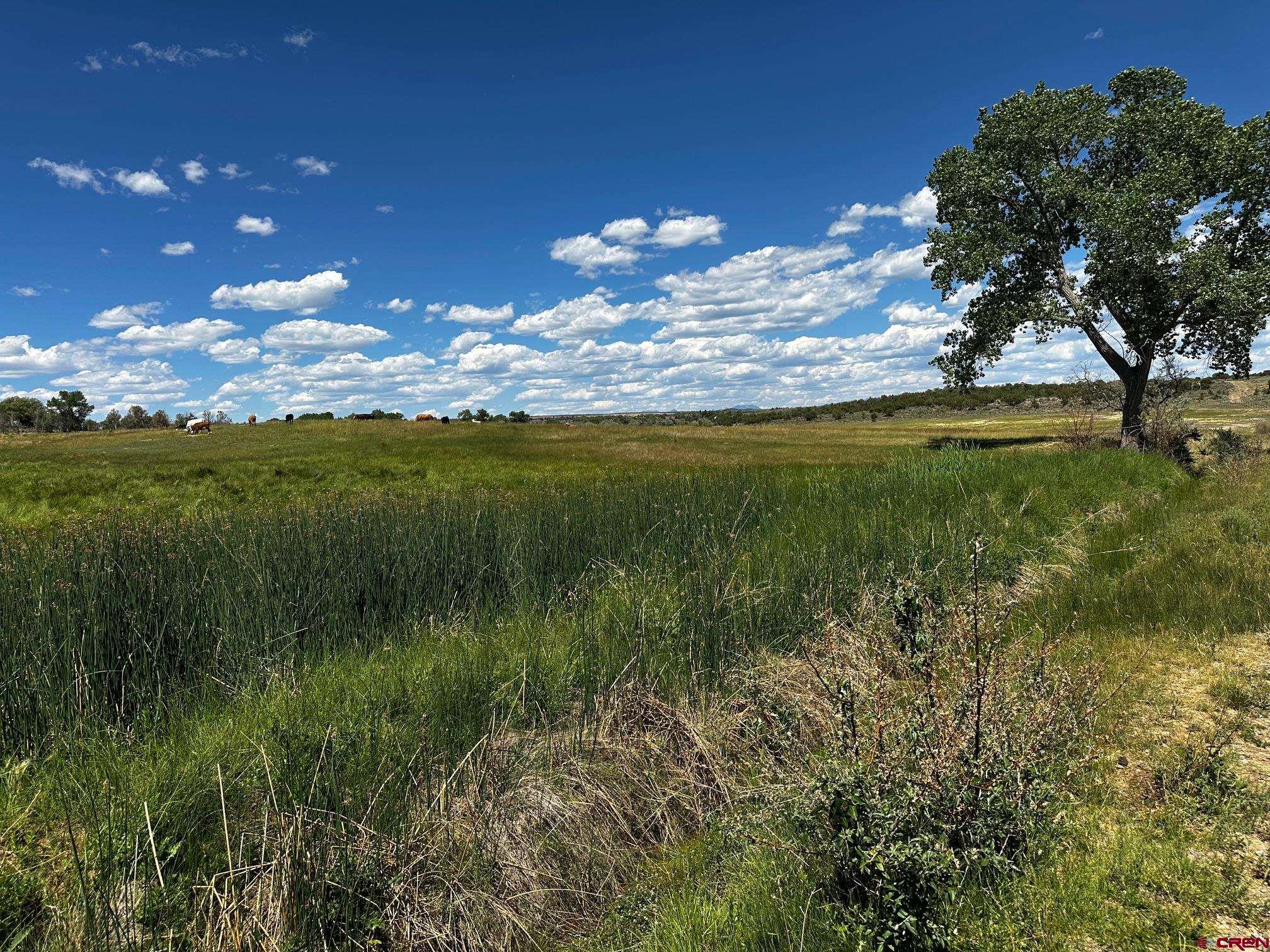 Tbd Road V 3 Lewis, CO 81327 - Photo 7 of 16 a view of a lake with a big yard