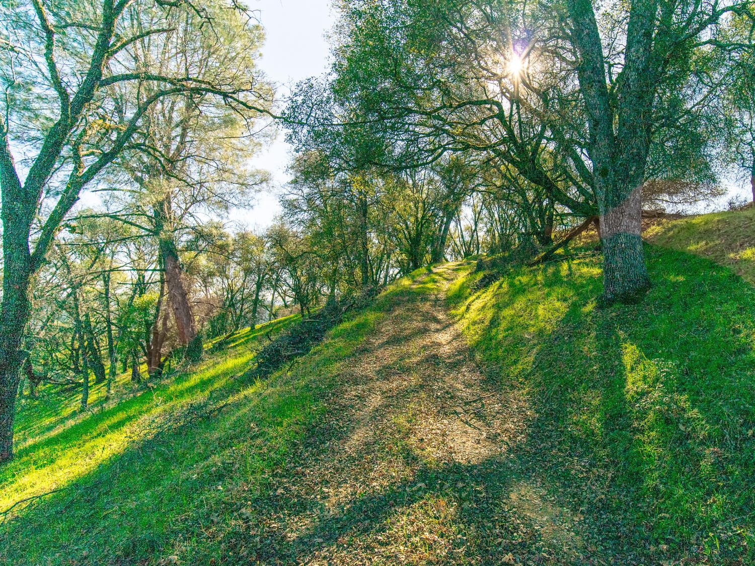 2241 Sand Ridge Road El Dorado, CA 95623 - Photo 11 of 43 a backyard of a house with lots of green space