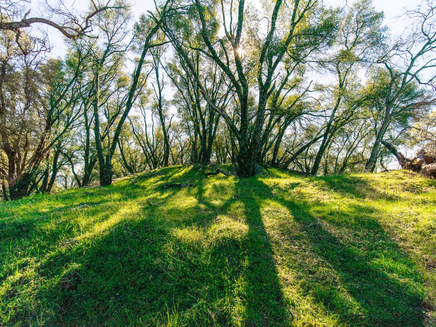 2241 Sand Ridge Road El Dorado, CA 95623 - Photo 12 of 43 a backyard of a house with lots of green space
