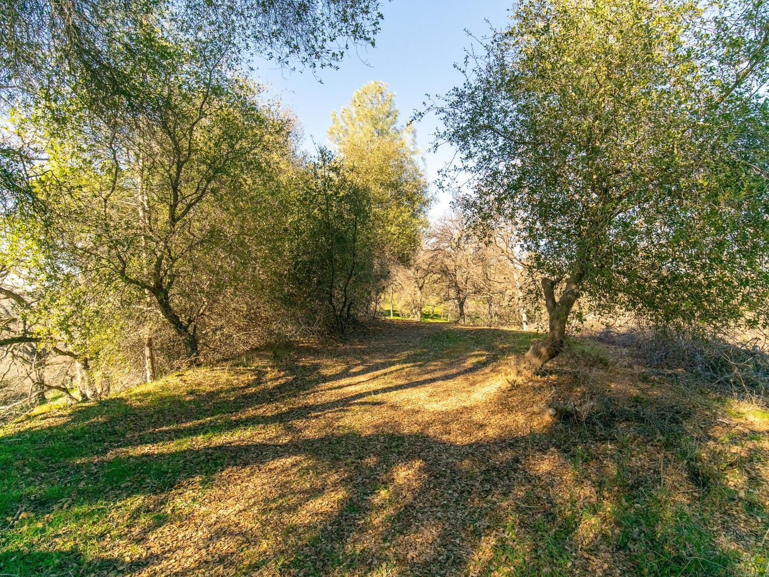 2241 Sand Ridge Road El Dorado, CA 95623 - Photo 14 of 43 a view of yard with trees