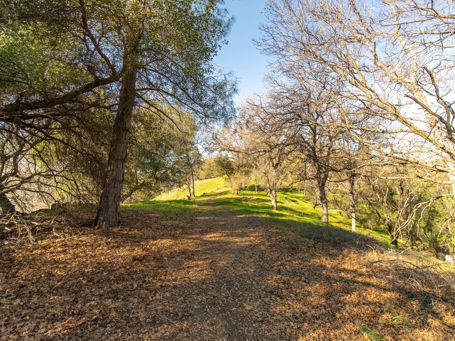2241 Sand Ridge Road El Dorado, CA 95623 - Photo 15 of 43 a view of a yard with trees