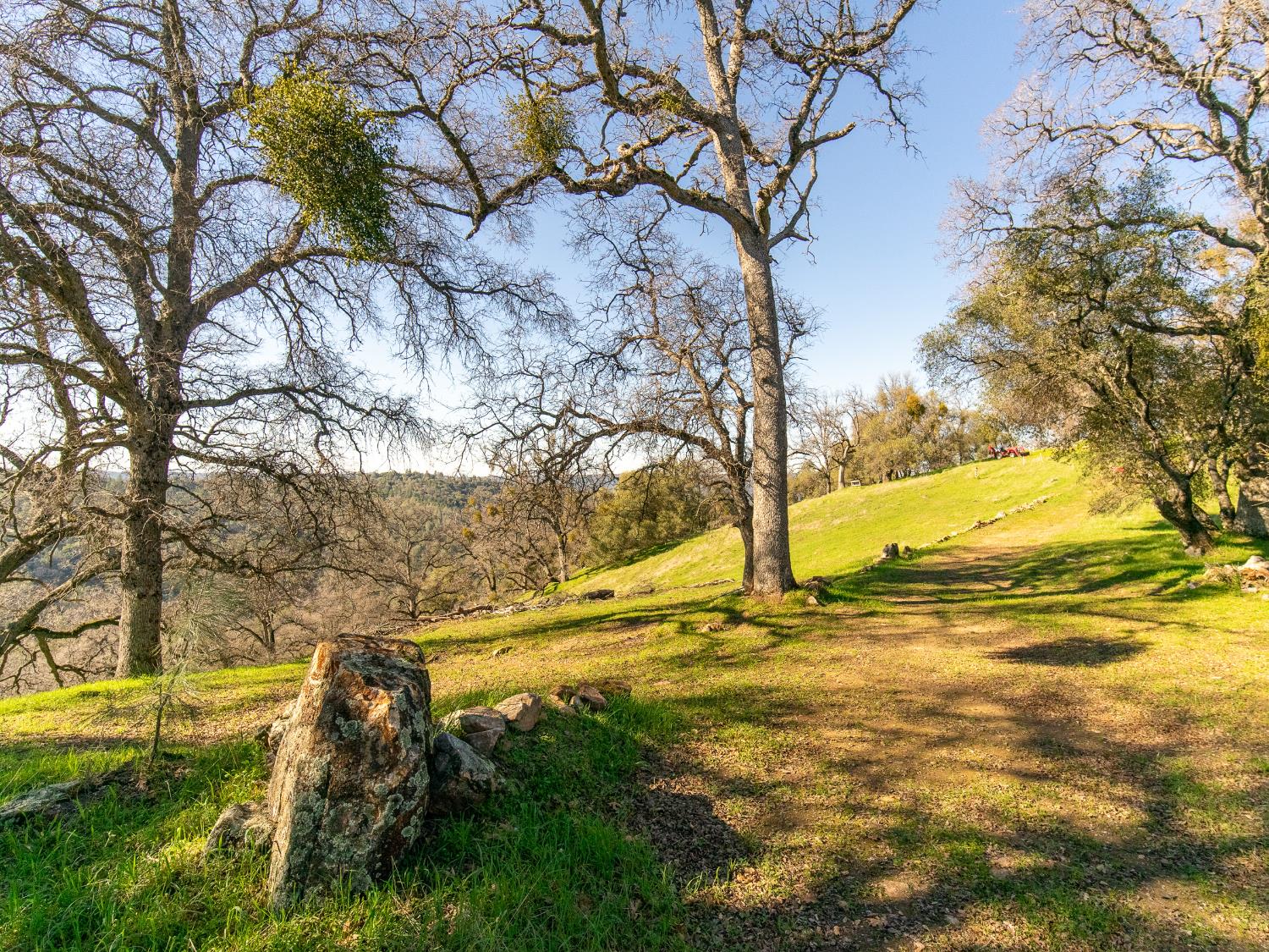 2241 Sand Ridge Road El Dorado, CA 95623 - Photo 16 of 43 a view of a yard with an trees
