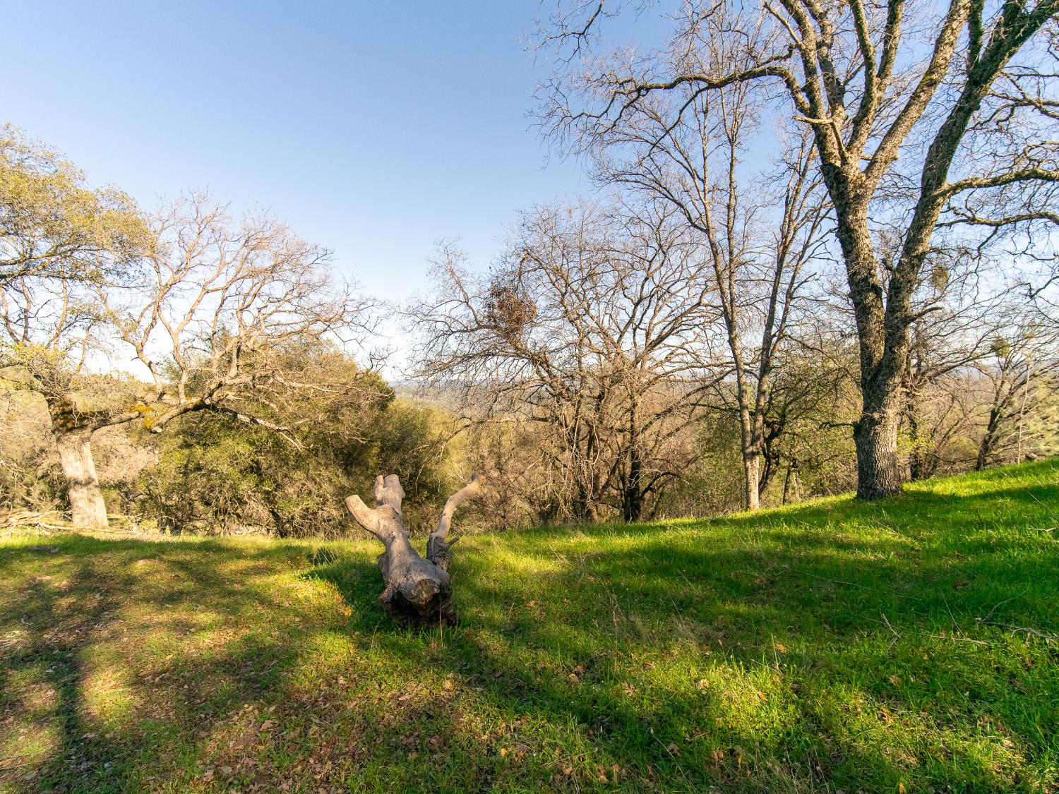 2241 Sand Ridge Road El Dorado, CA 95623 - Photo 24 of 43 a backyard of a building with trees