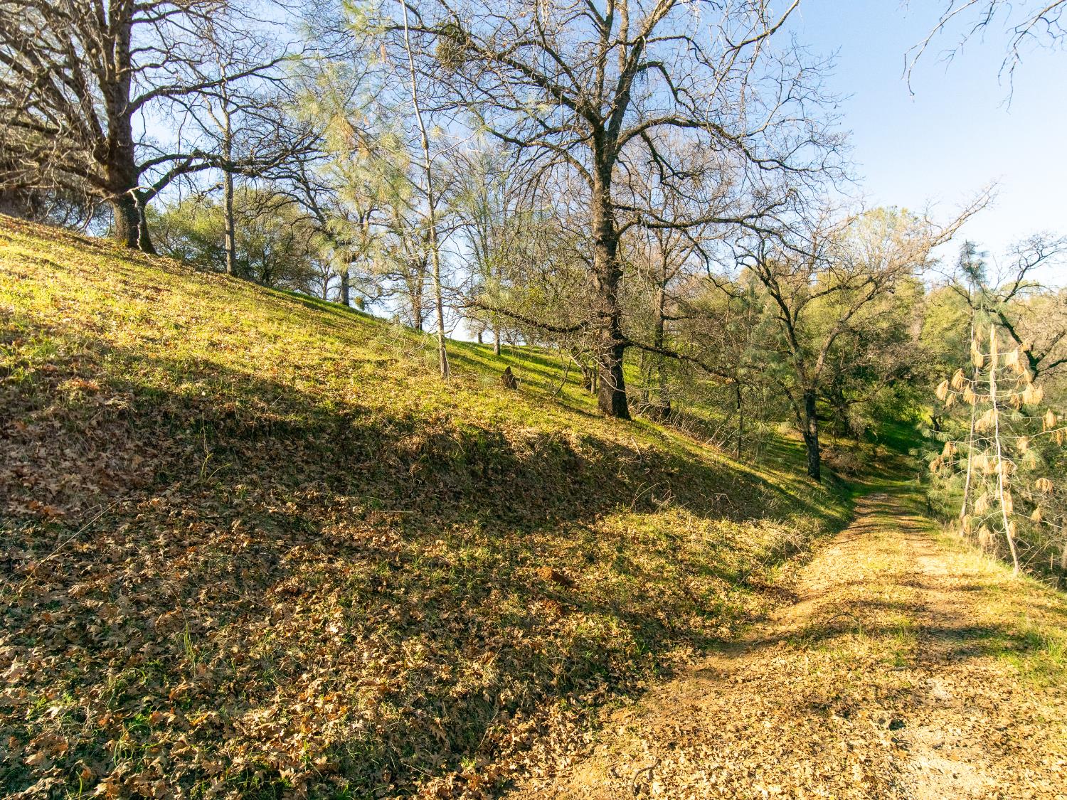 2241 Sand Ridge Road El Dorado, CA 95623 - Photo 28 of 43 a view of yard covered with snow