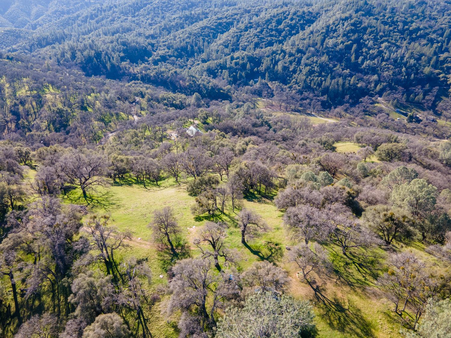 2241 Sand Ridge Road El Dorado, CA 95623 - Photo 33 of 43 a view of a yard with plants and large trees