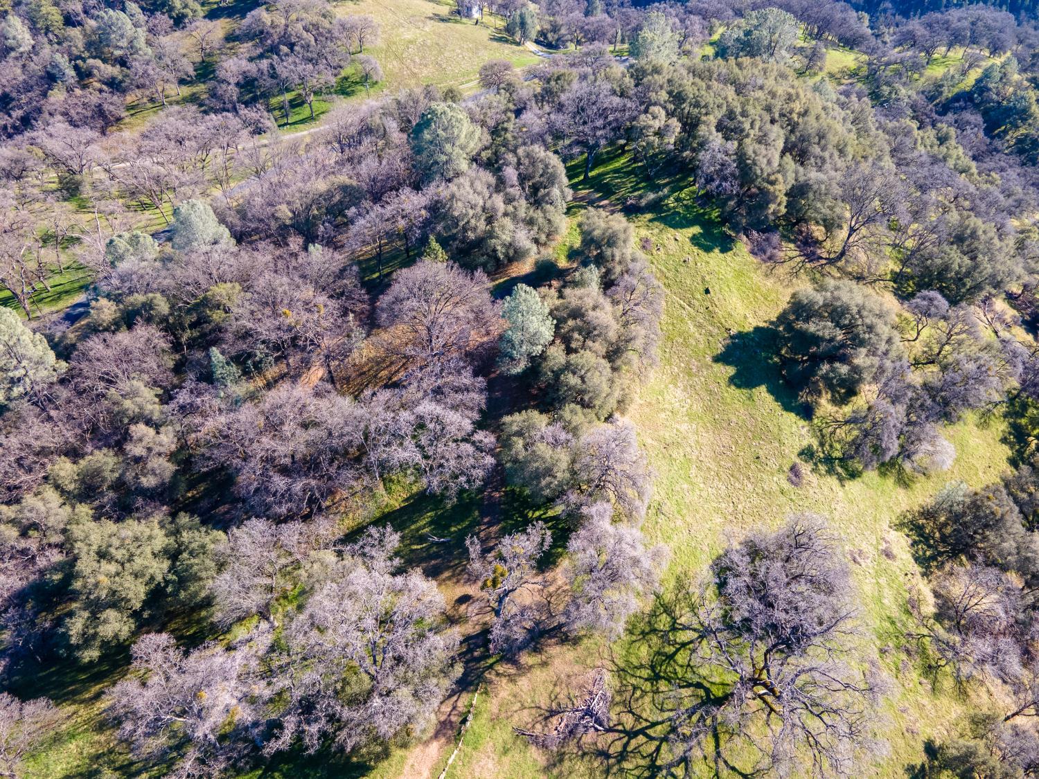 2241 Sand Ridge Road El Dorado, CA 95623 - Photo 39 of 43 a view of grapes plant