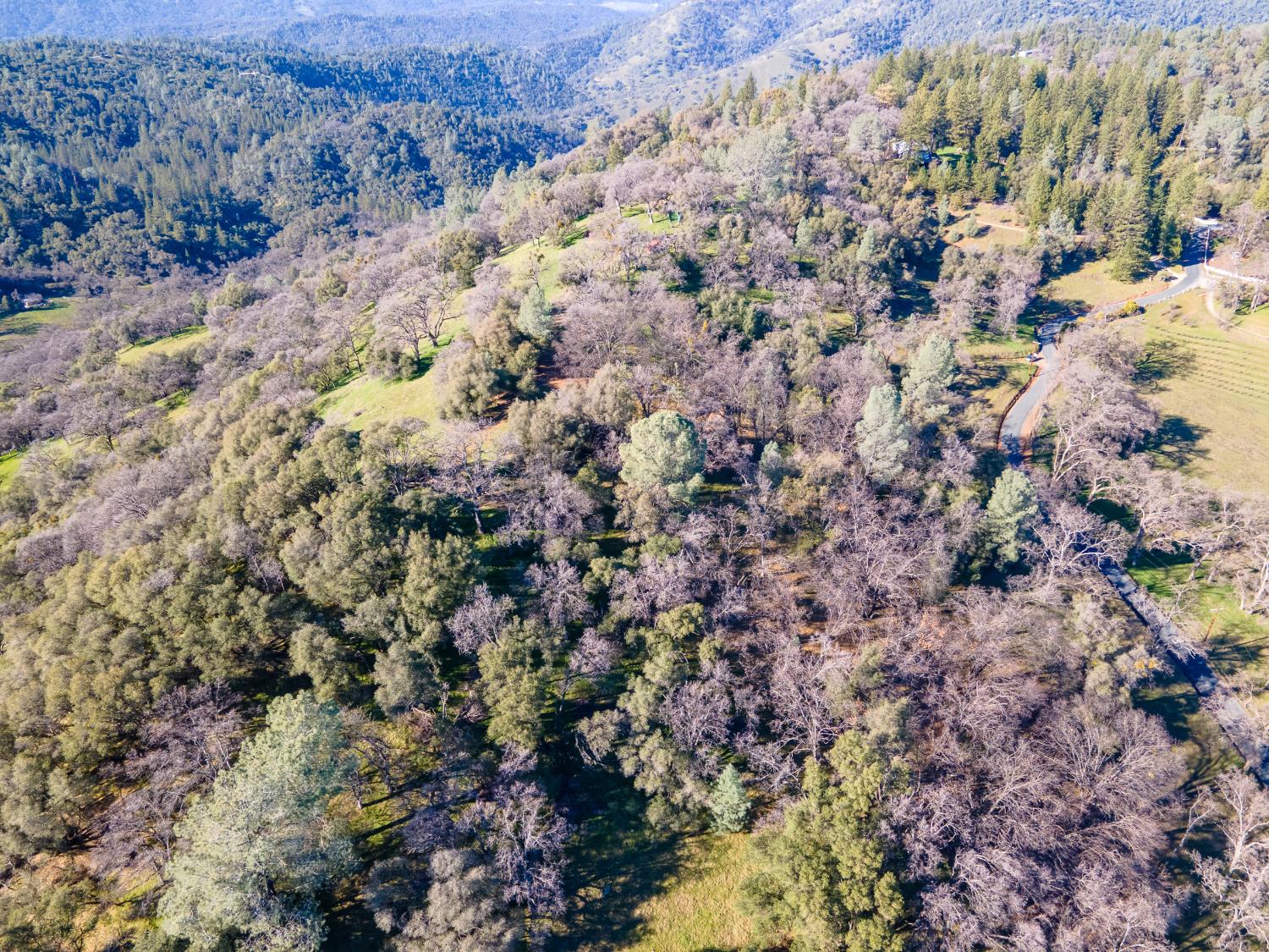 2241 Sand Ridge Road El Dorado, CA 95623 - Photo 40 of 43 a view of a forest with trees